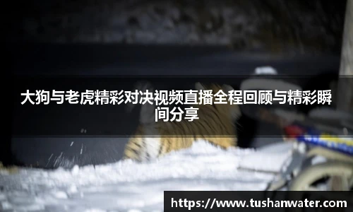 大狗与老虎精彩对决视频直播全程回顾与精彩瞬间分享